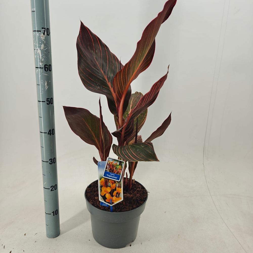 Canna Tropiccana.