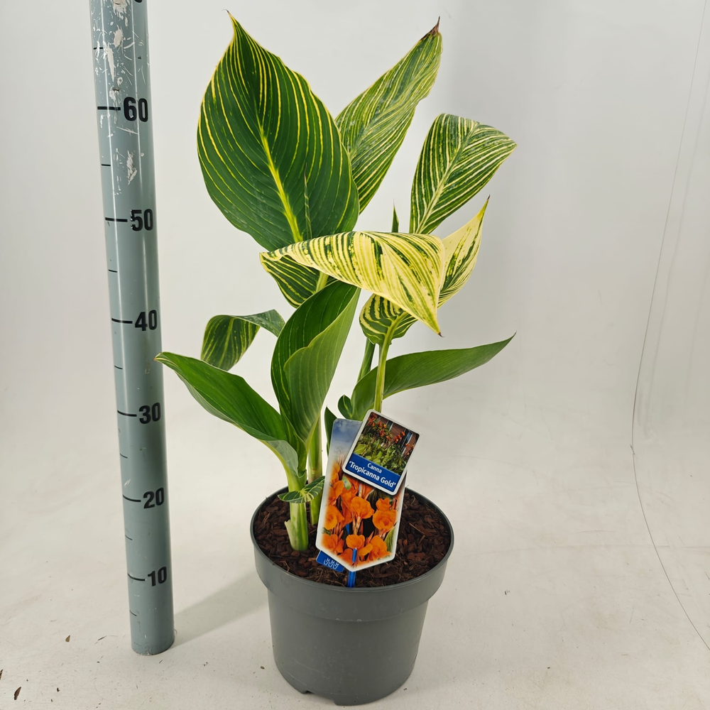Canna Tropiccana 'Gold'.