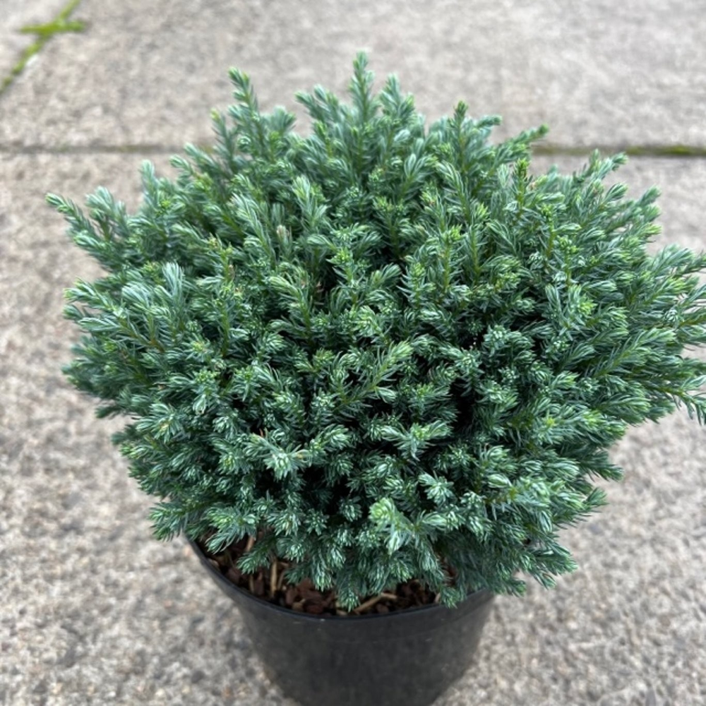 Chamaecyparis p. 'Blue Moon'.