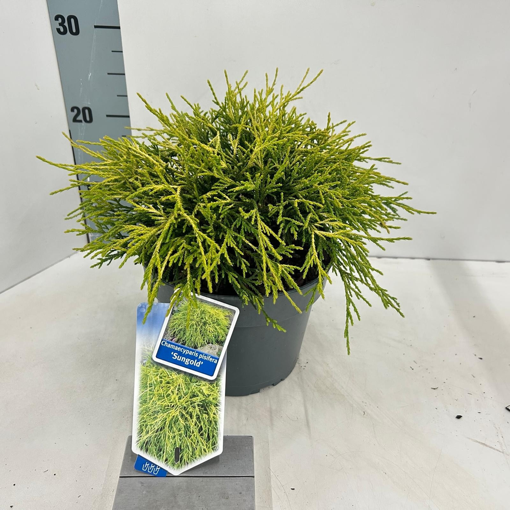 Chamaecyparis p. 'Sungold'.