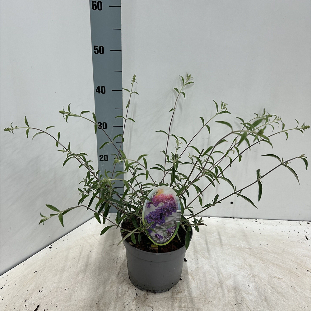 Buddleja dav. 'Nanho Blue'.
