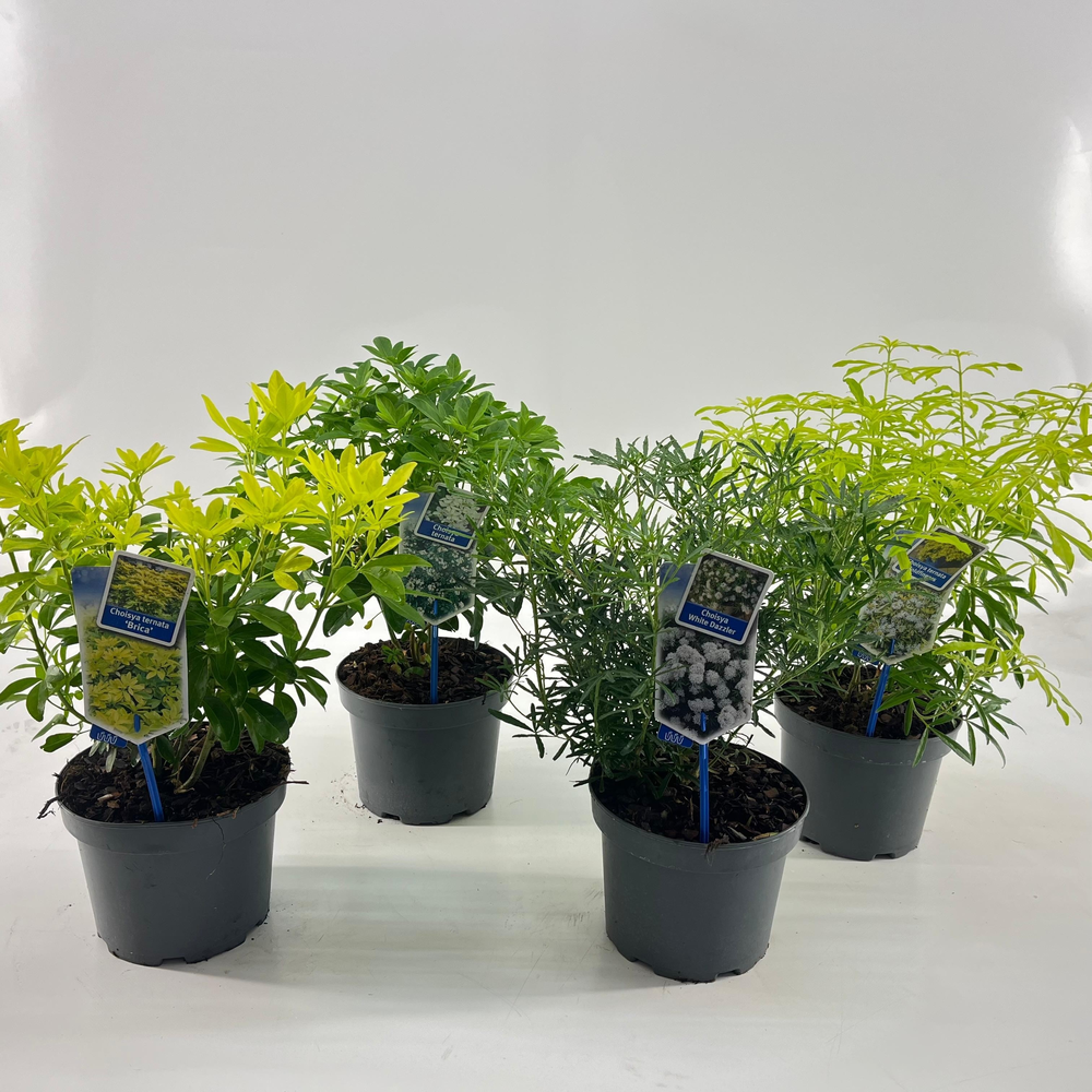 Choisya mix (minimum order one layer).