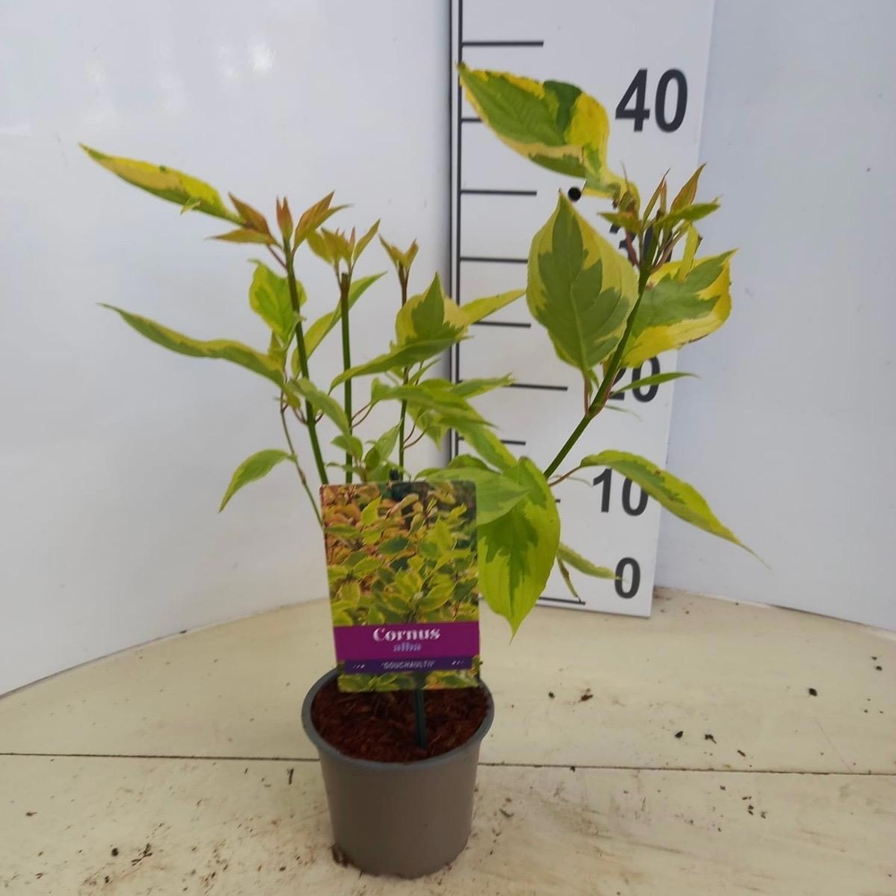 Cornus alba 'Gouchaultii'.