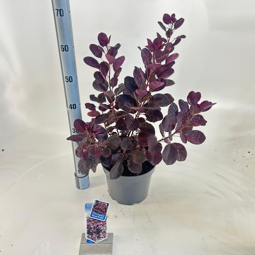 Cotinus cog. 'Royal Purple'.