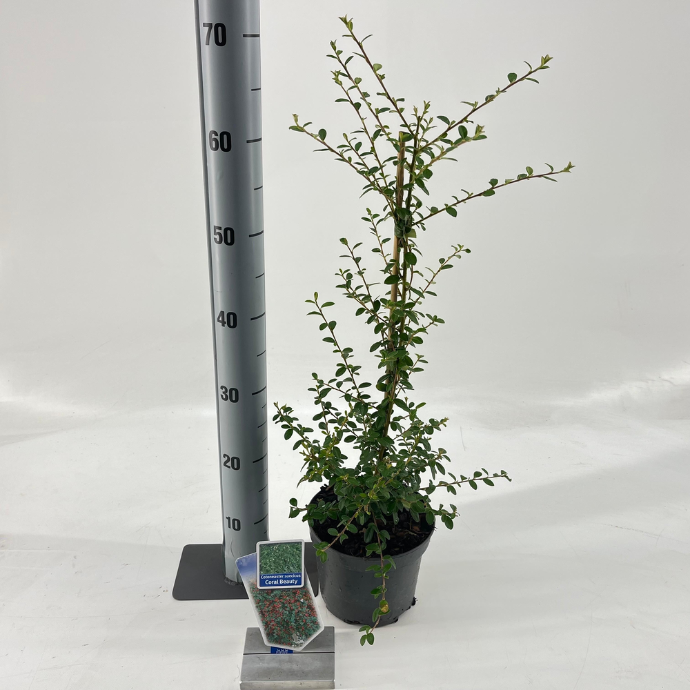 Cotoneaster 'Coral Beauty'.