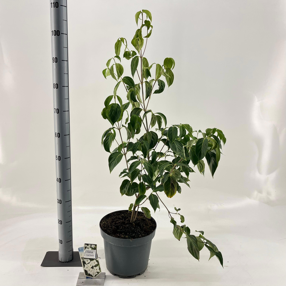 Cornus kousa 'China Girl'.