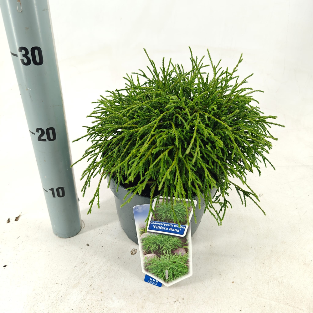 Chamaecyparis p. ‘Filifera Nana’.