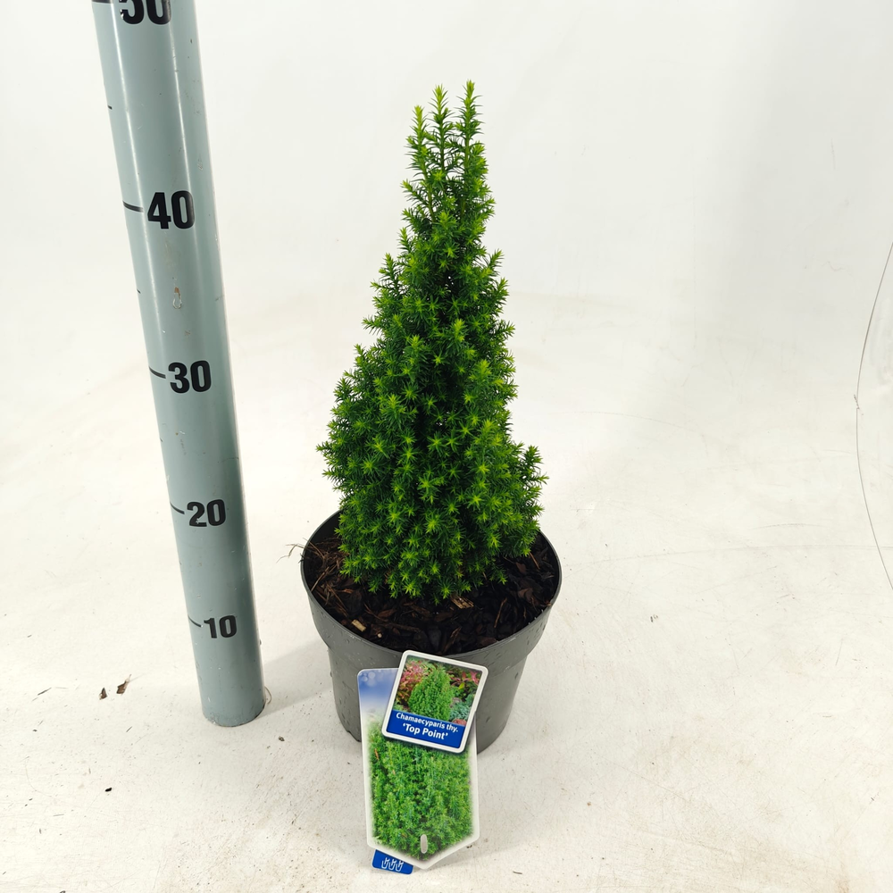 Chamaecyparis th. 'Top Point'.
