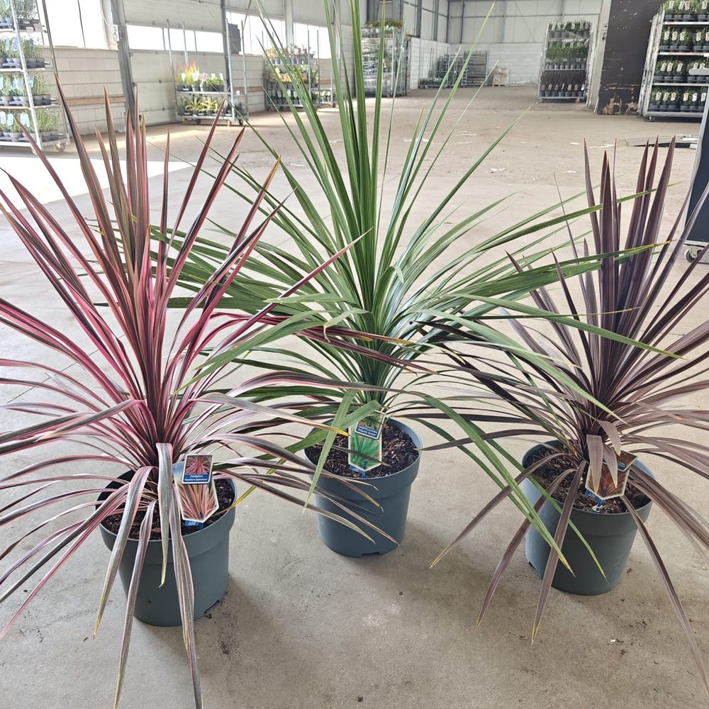 Cordyline mix P32 (minimum order one layer).