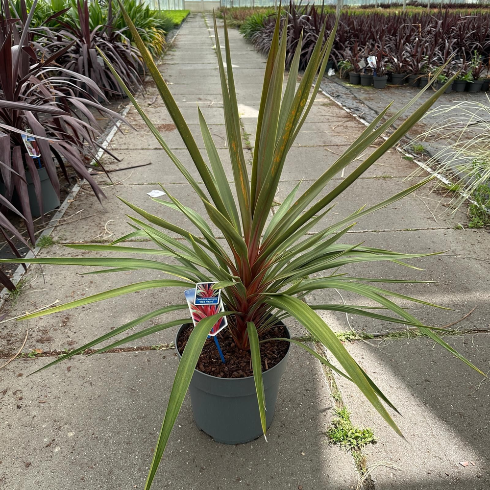 Cordyline australis 'Red Heart'.