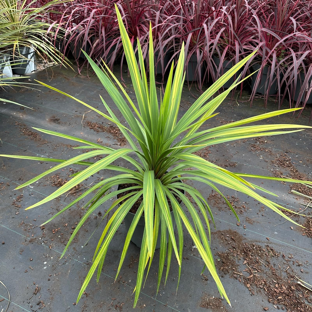 Cordyline australis 'Peko'.