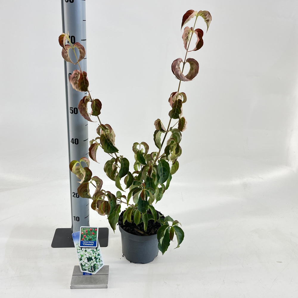 Cornus kousa chinensis.