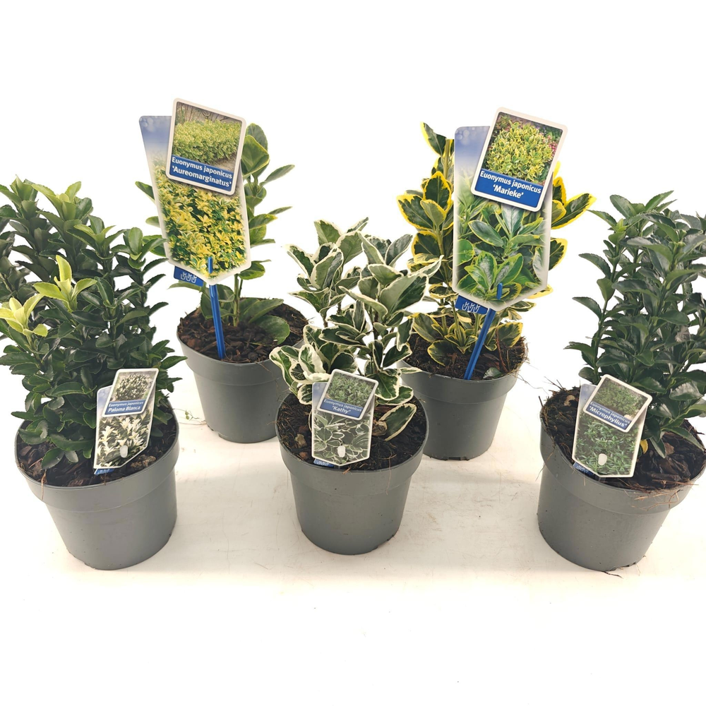 Euonymus mix P13 (minimum order one layer).
