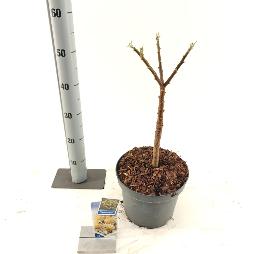 Edgeworthia chrysantha 'Grandiflora' 40-50.