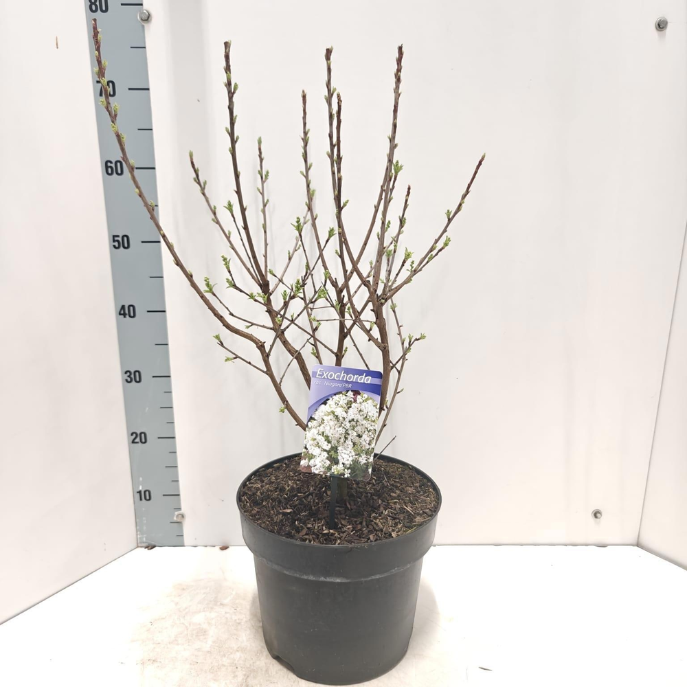 Exochorda racemosa 'Niagara' PBR.