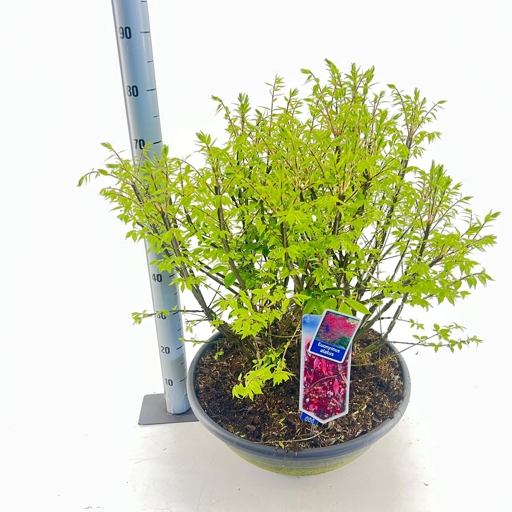 Euonymus alatus - Schaal.