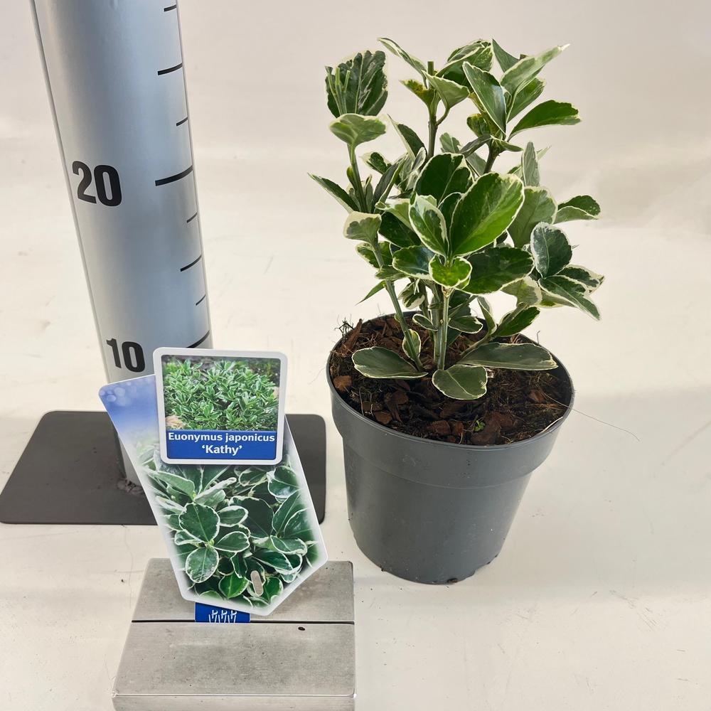 Euonymus jap. 'Kathy'.