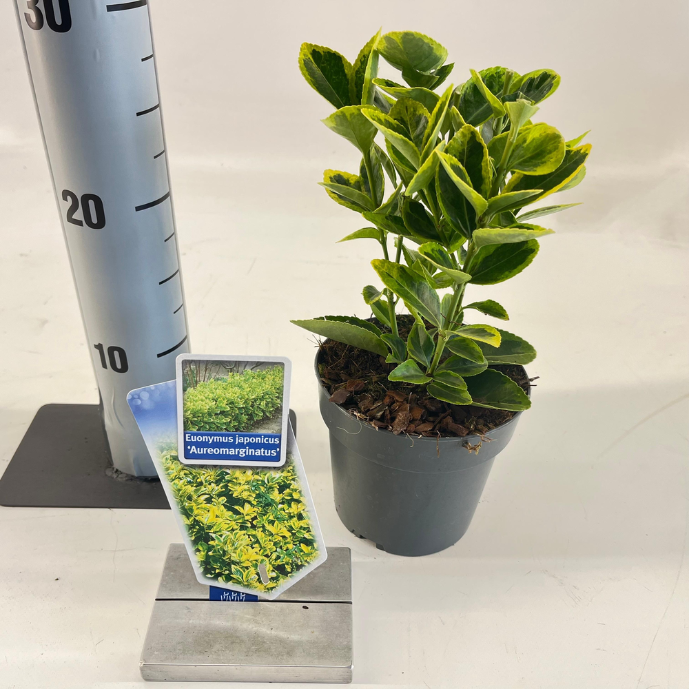 Euonymus jap. 'Aureomarginatus'.