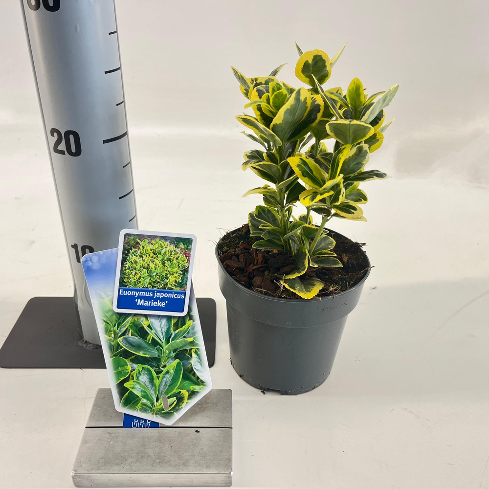 Euonymus jap. 'Marieke'.