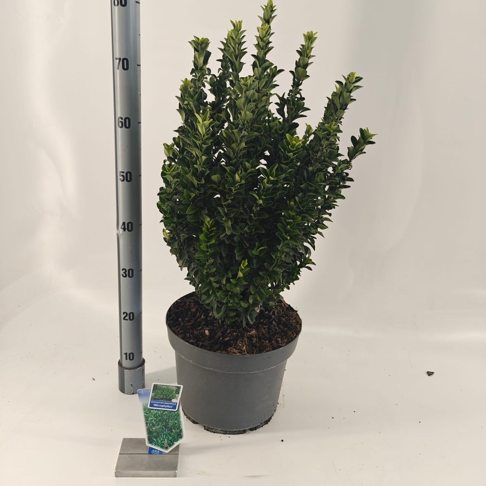 Euonymus jap. 'Microphyllus'.