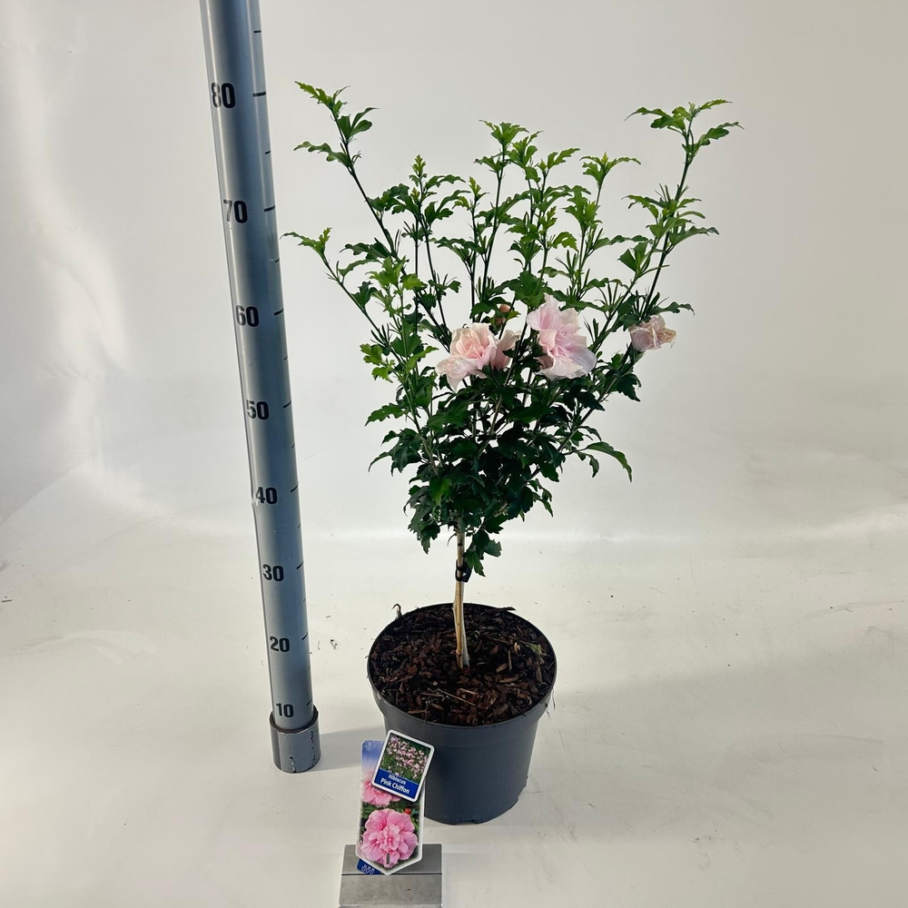 Hibiscus syr. Pink Chiffon ('Jwnwood4'PBR) -- op s.