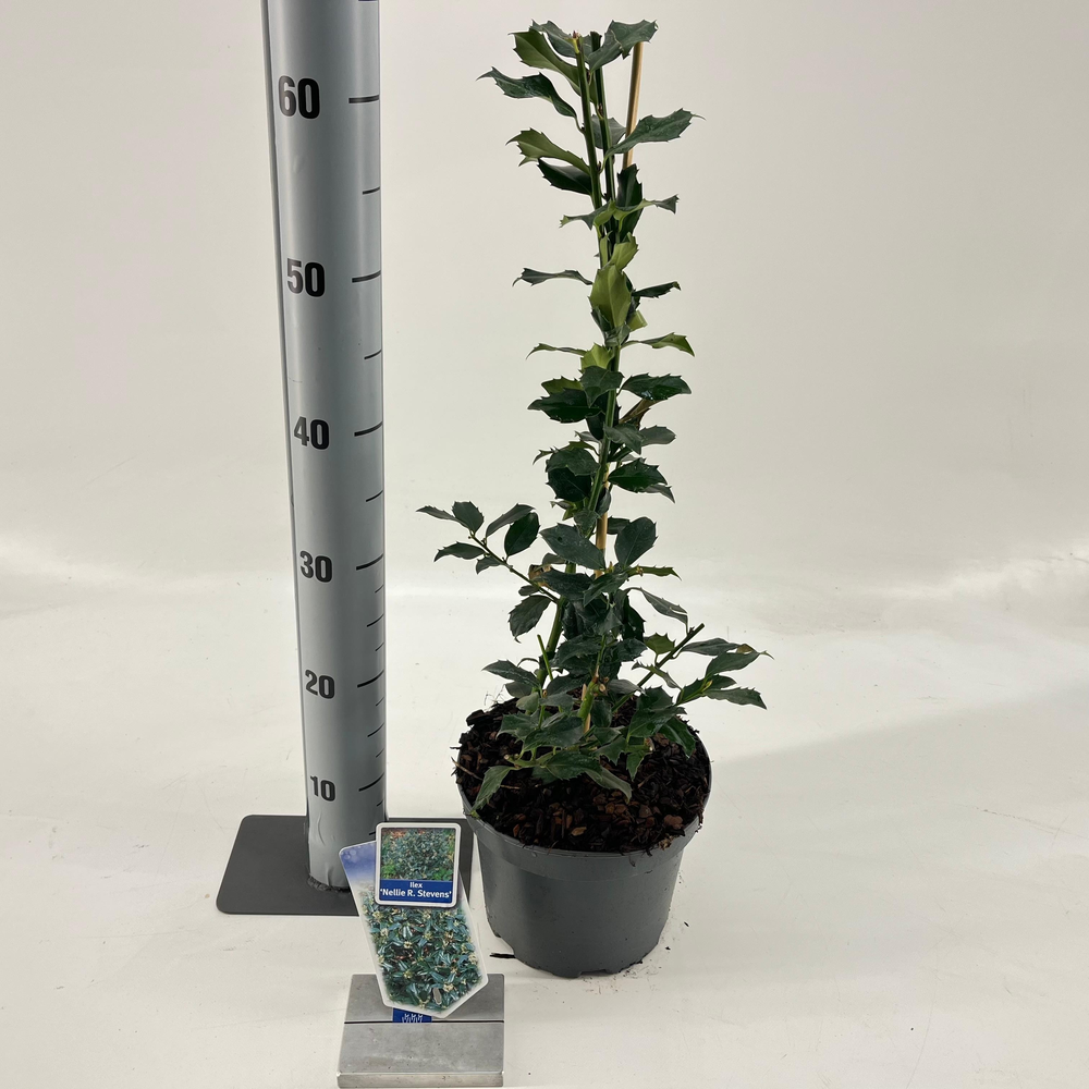 Ilex 'Nellie R. Stevens'.