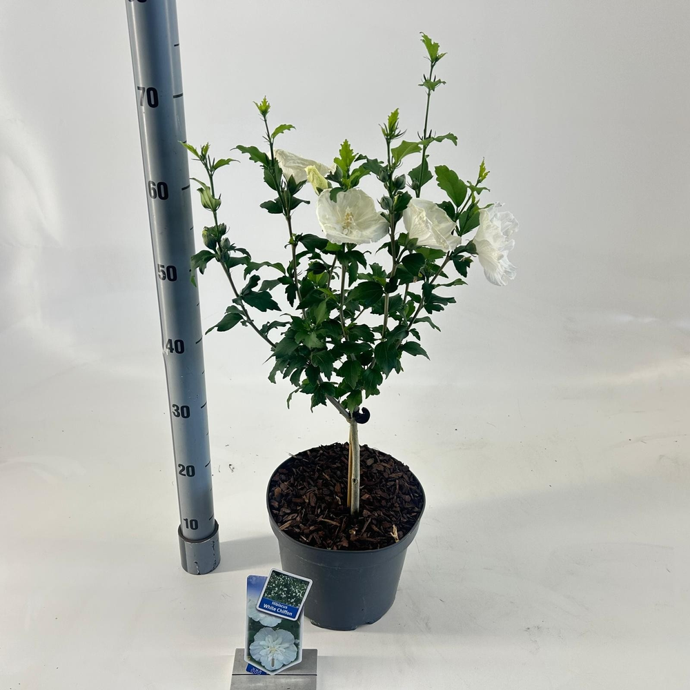 Hibiscus syr. White Chiffon ('Notwoodtwo'PBR) -- o.