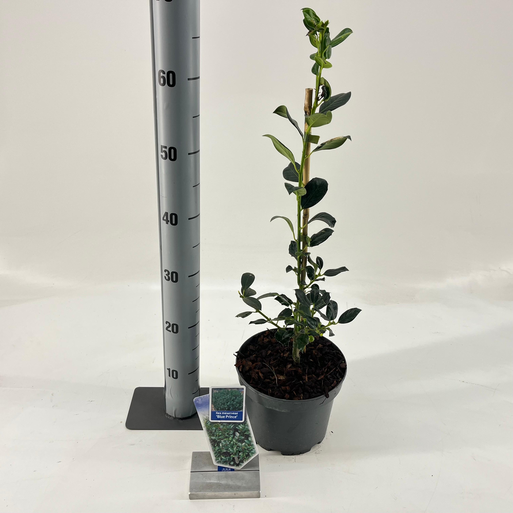 Ilex meserveae 'Blue Prince'.
