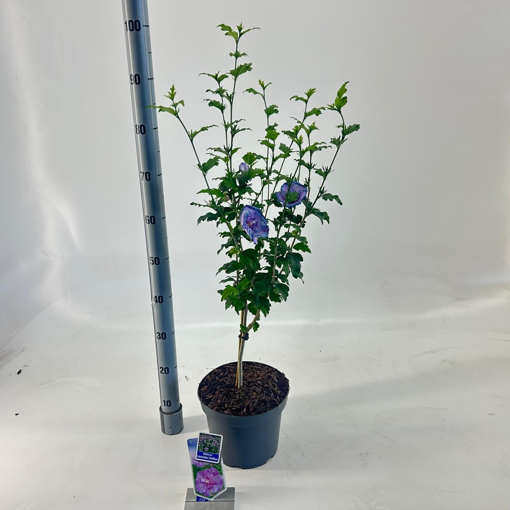 Hibiscus syr. Lavender Chiffon ('Notwoodone'PBR) -.