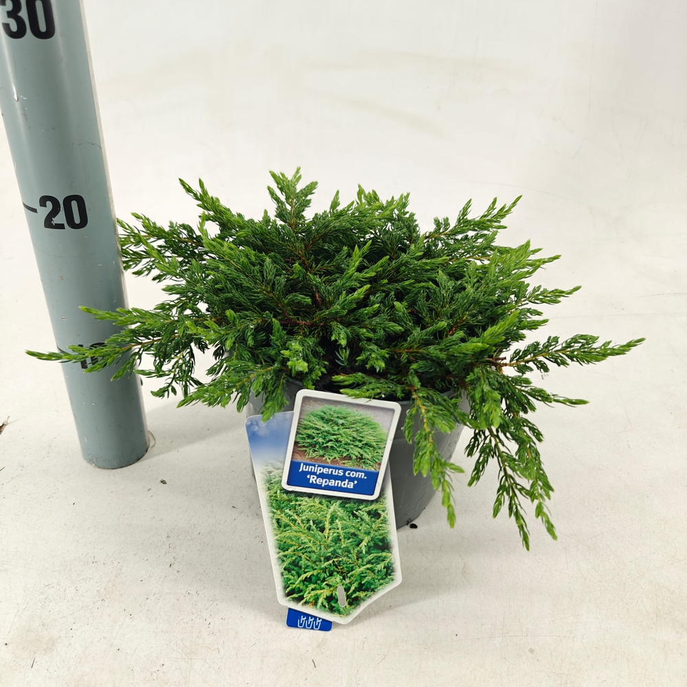 Juniperus comm. 'Repanda'.