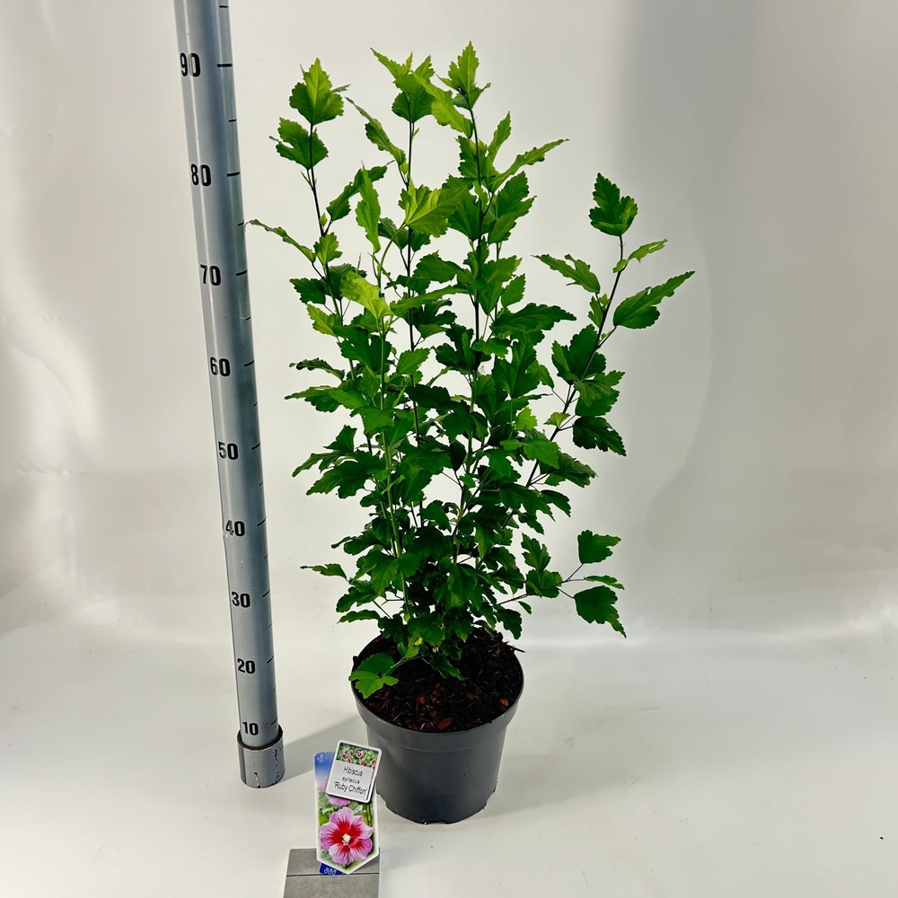 Hibiscus syr. 'Ruby Chiffon'.