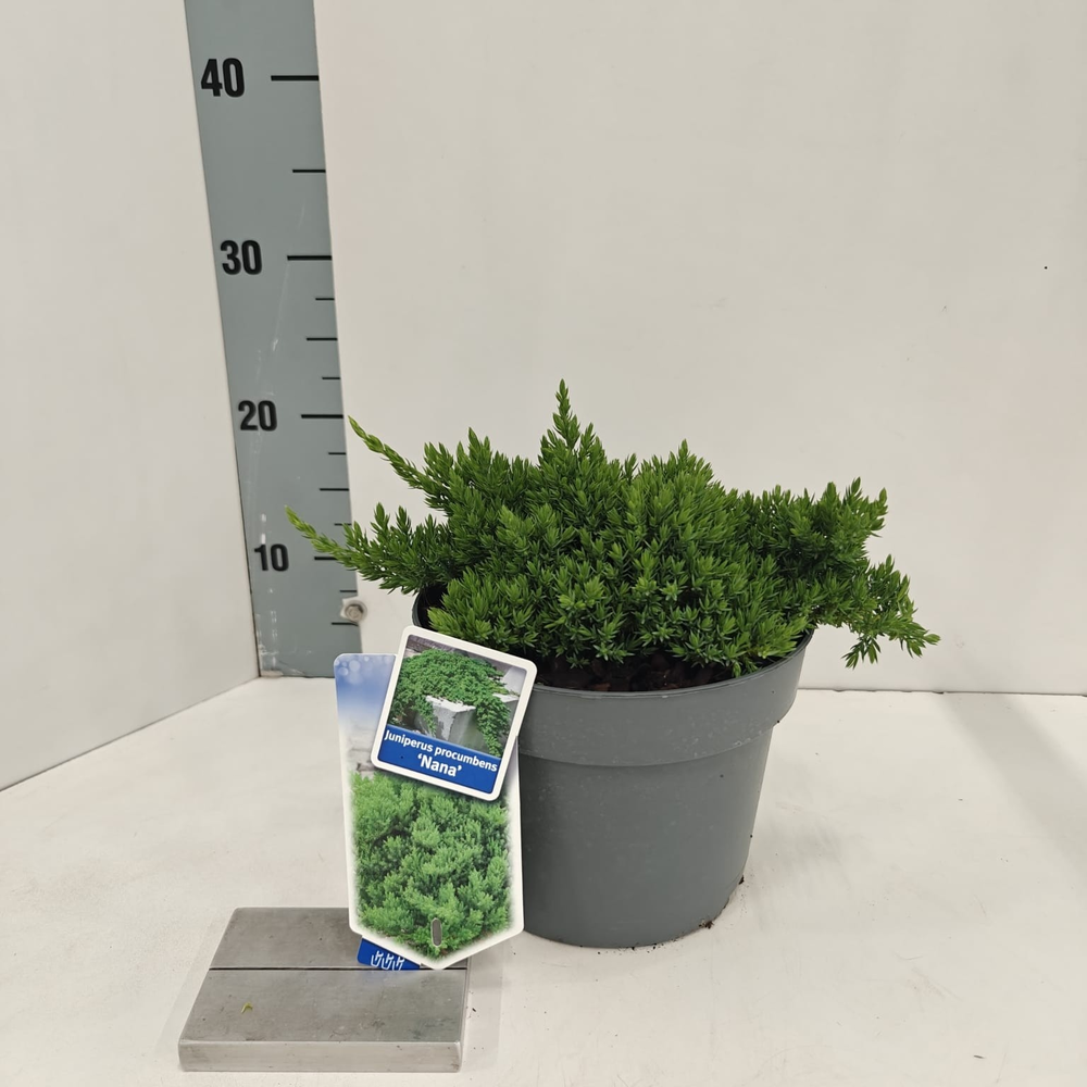 Juniperus procumbens 'Nana'.