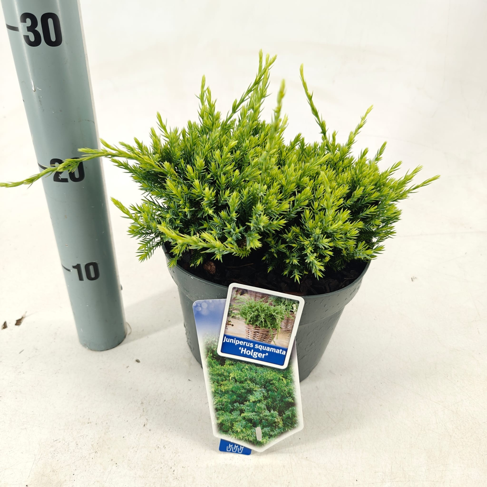 Juniperus squamata 'Holger'.