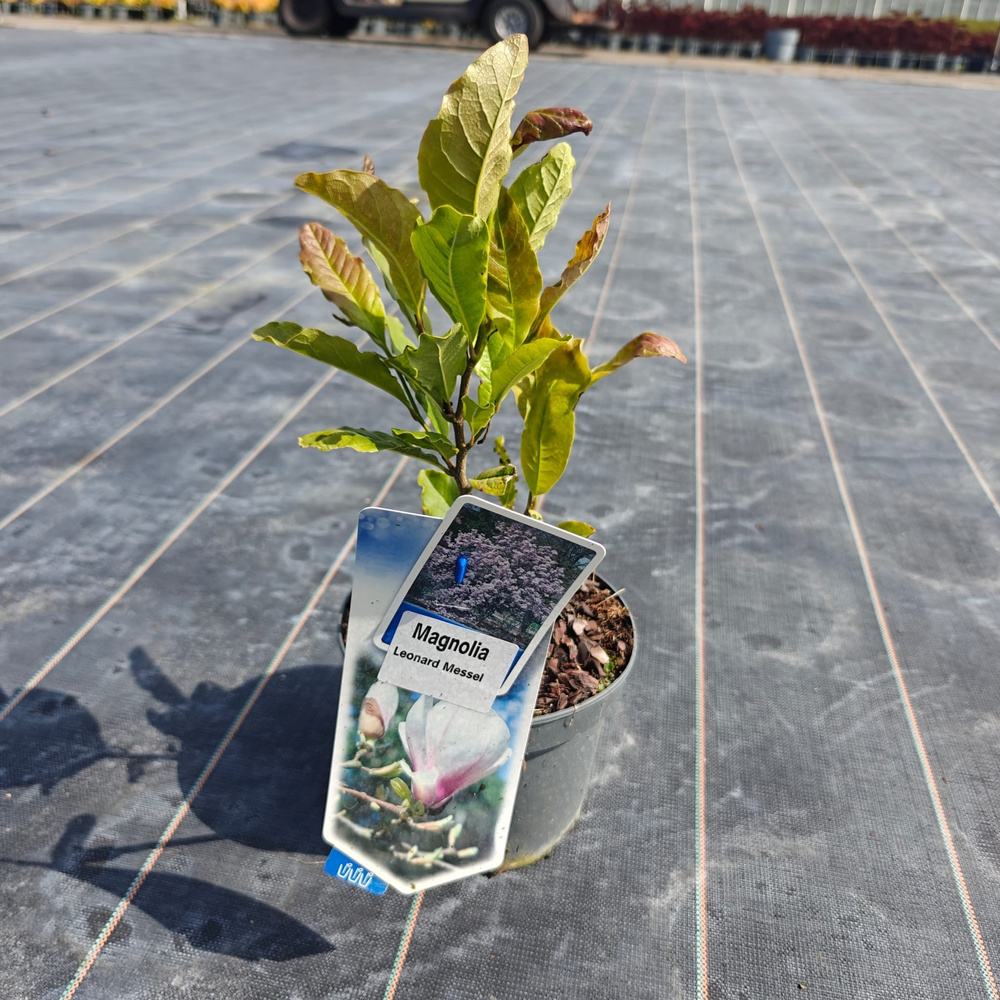 Magnolia 'Leonard Messel'.