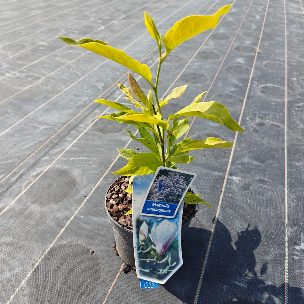 Magnolia soulangeana.