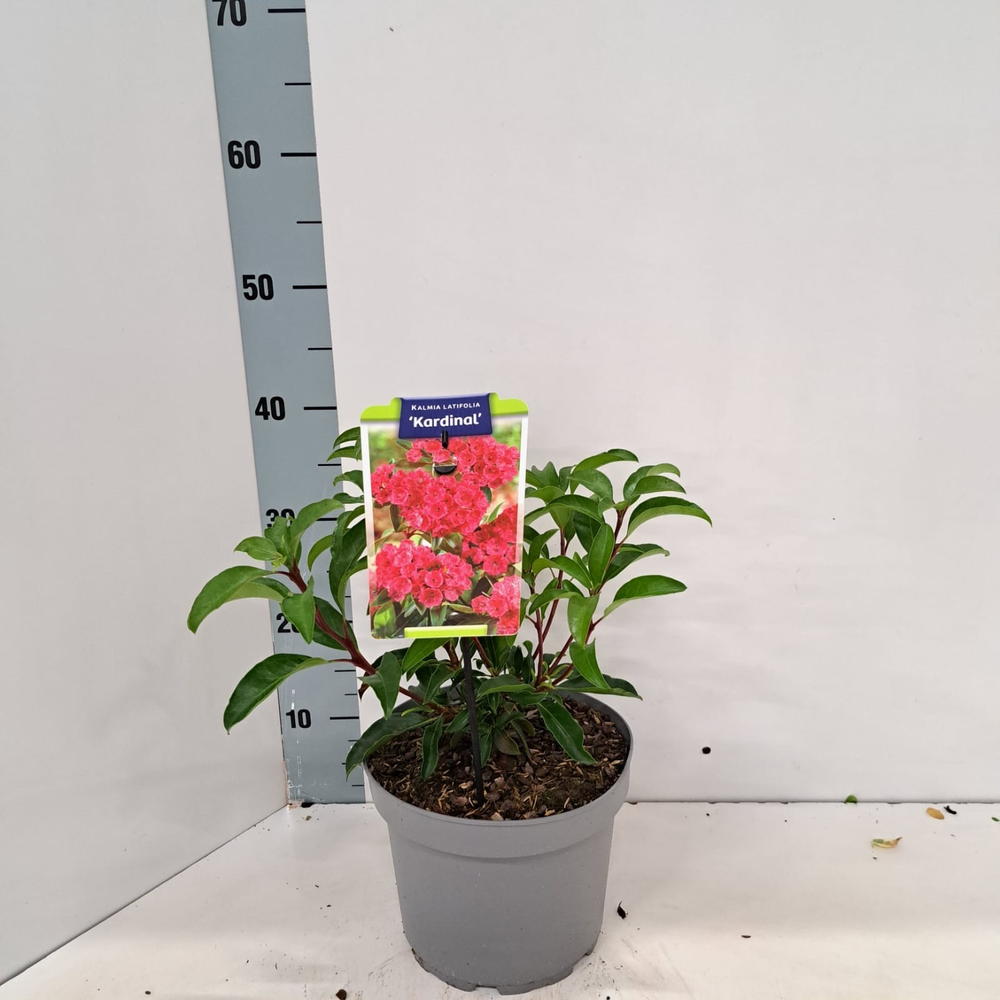 Kalmia lat. 'Kardinal'.