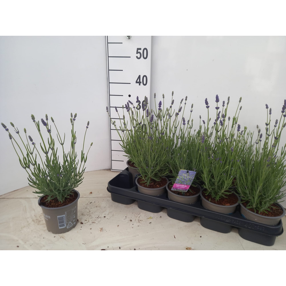 Lavandula angustifolia 'Hidcote'.