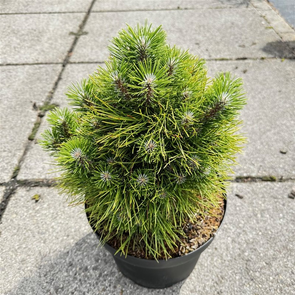 Pinus tabulaeformis 'Shenyang'.