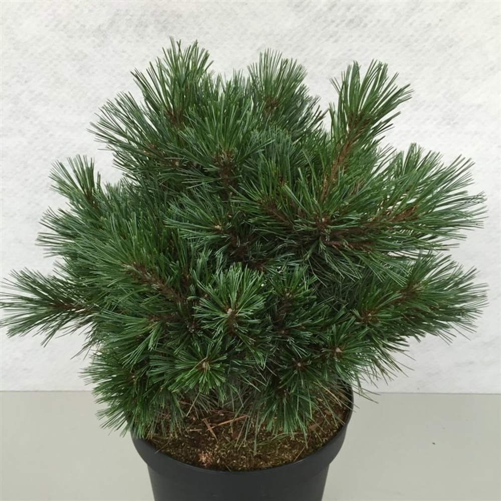Pinus strobus 'Krüger's Lilliput'.