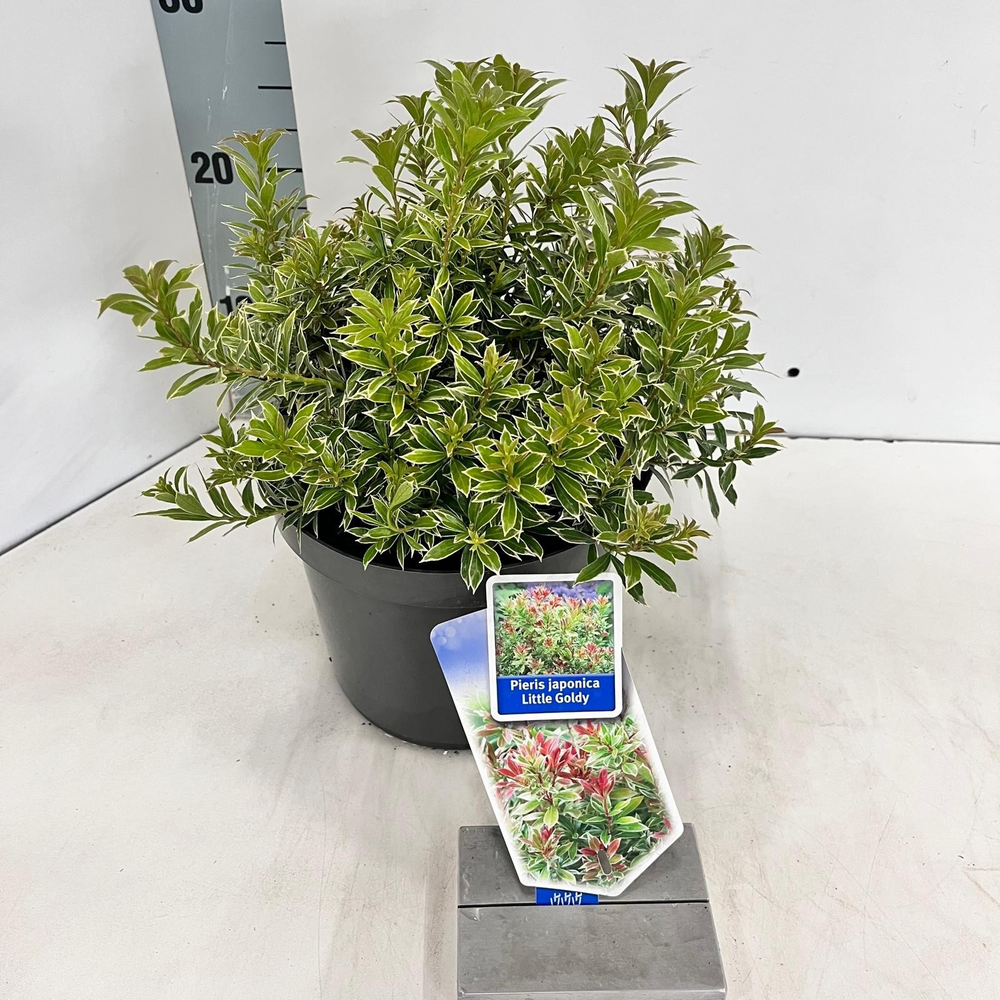 Pieris jap. Little Goldy ('Opstal 65'PBR).