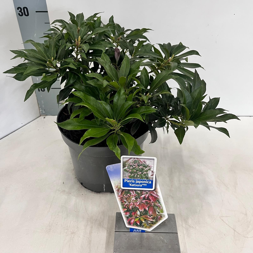 Pieris jap. ‘Katsura’ PBR.