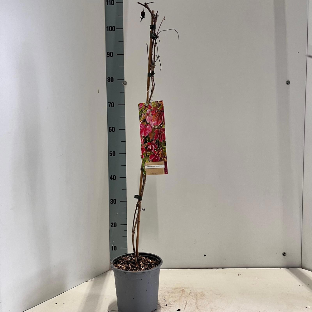 Parthenocissus quinquefolia - gestokt.