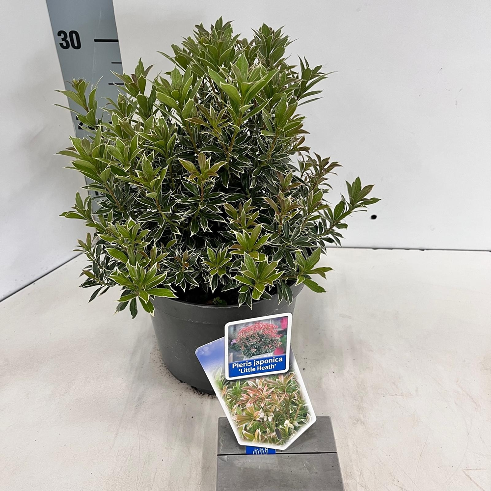 Pieris jap. ‘Little Heath’.