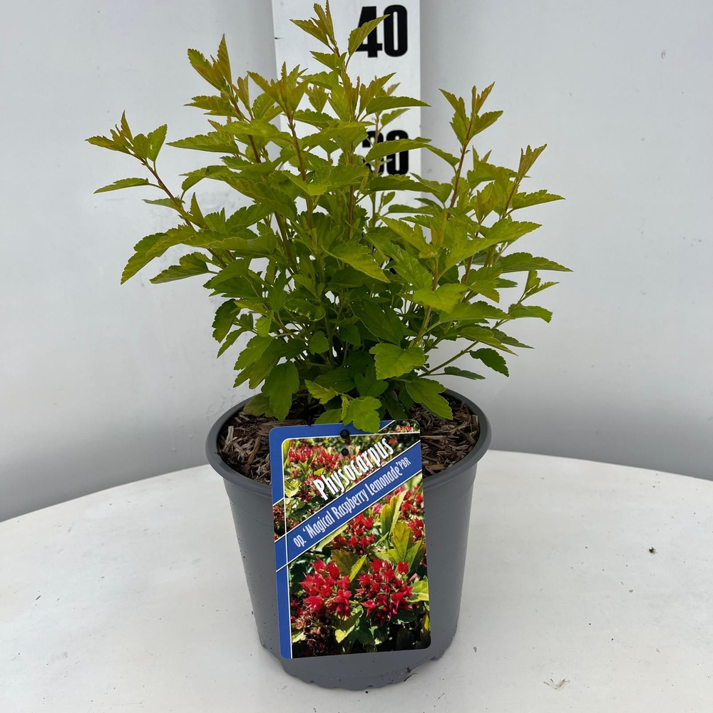 Physocarpus opulifolius Raspberry Lemonade® ('ZLEY.