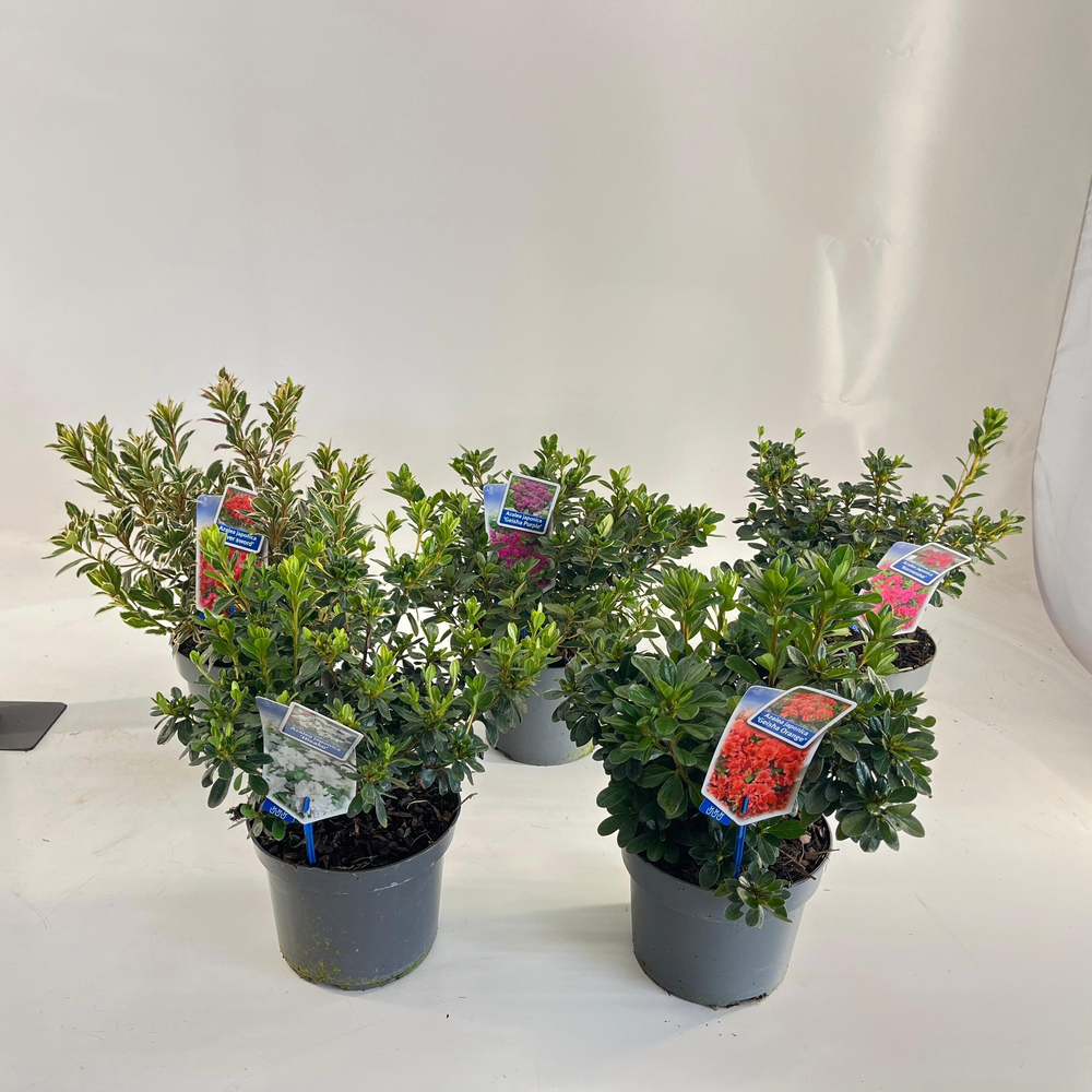 Rhododendron (AJ) mix P19 (minimum order one layer.