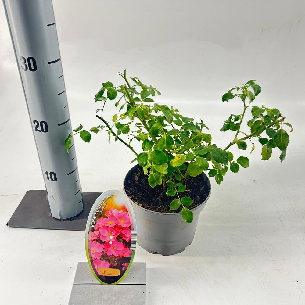 Rosa (H) 'Stad Rome'.