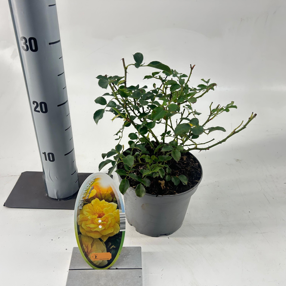 Rosa (T) 'Candella'.