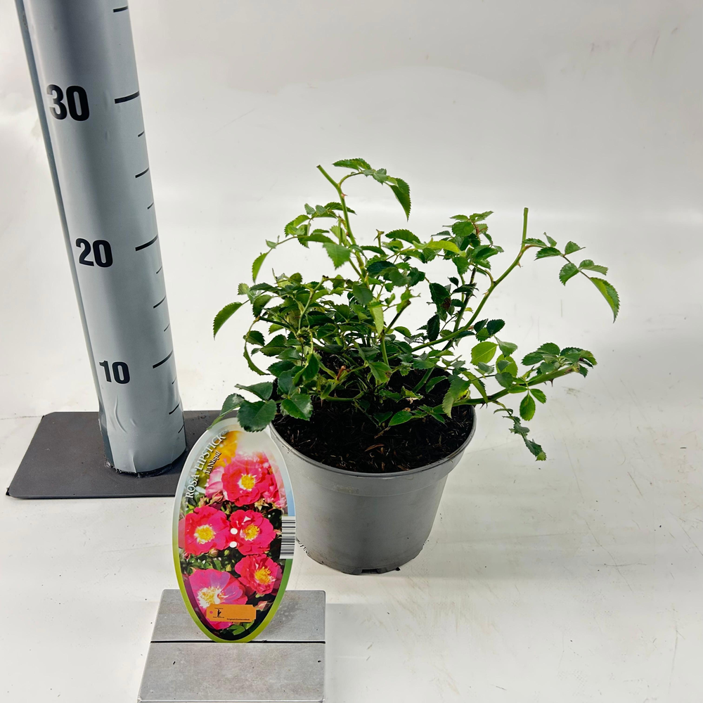 Rosa (H) 'Lipstick'.