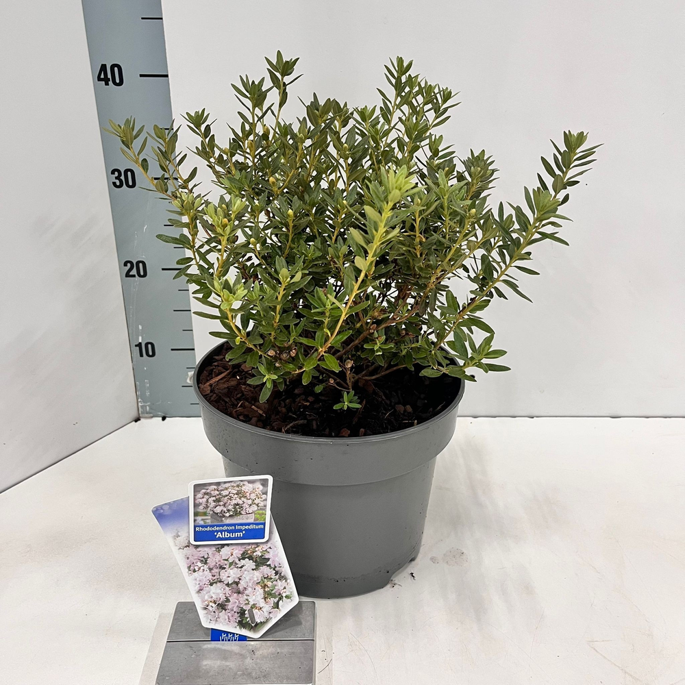 Rhododendron Impeditum 'Album'.