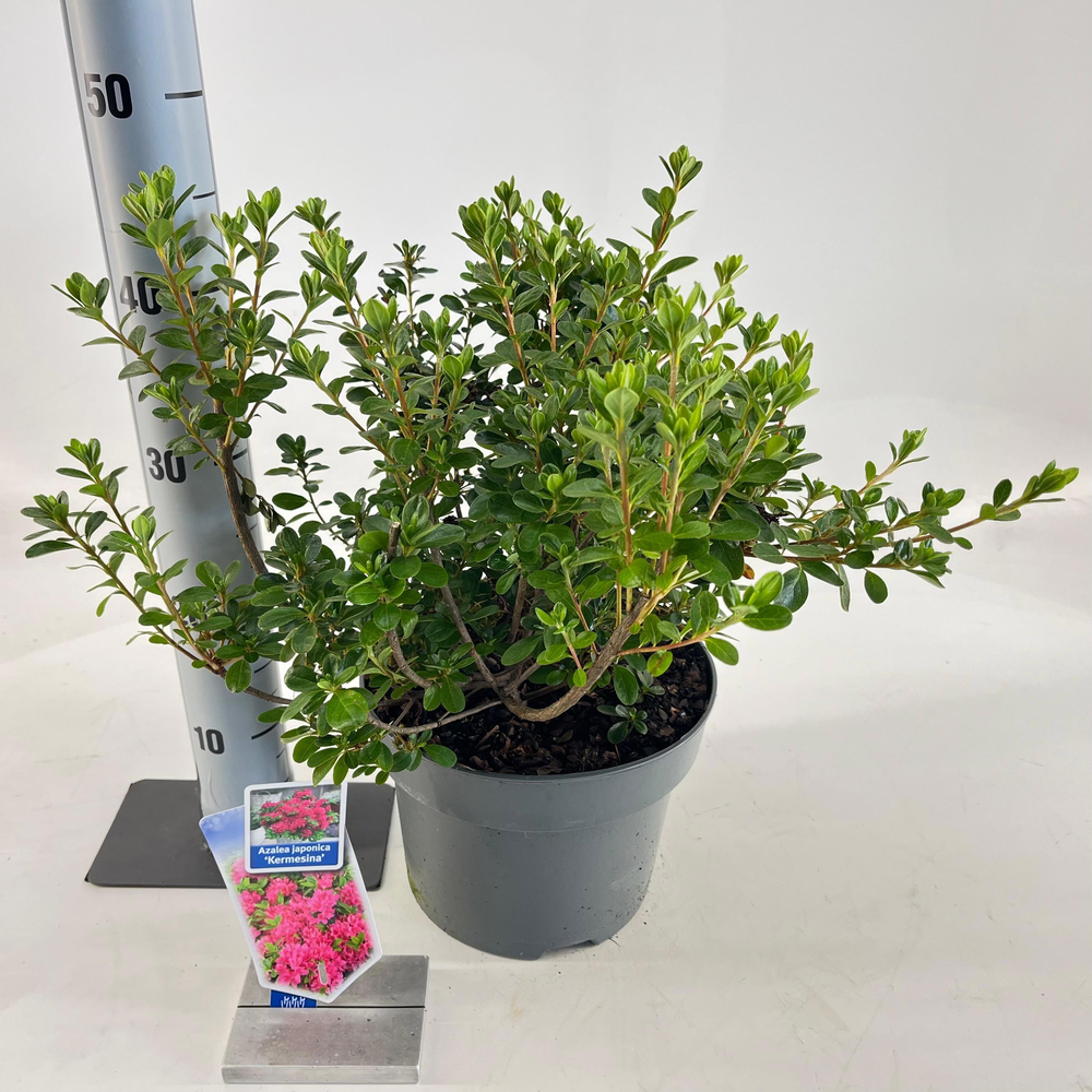 Rhododendron (AJ) 'Kermesina'.